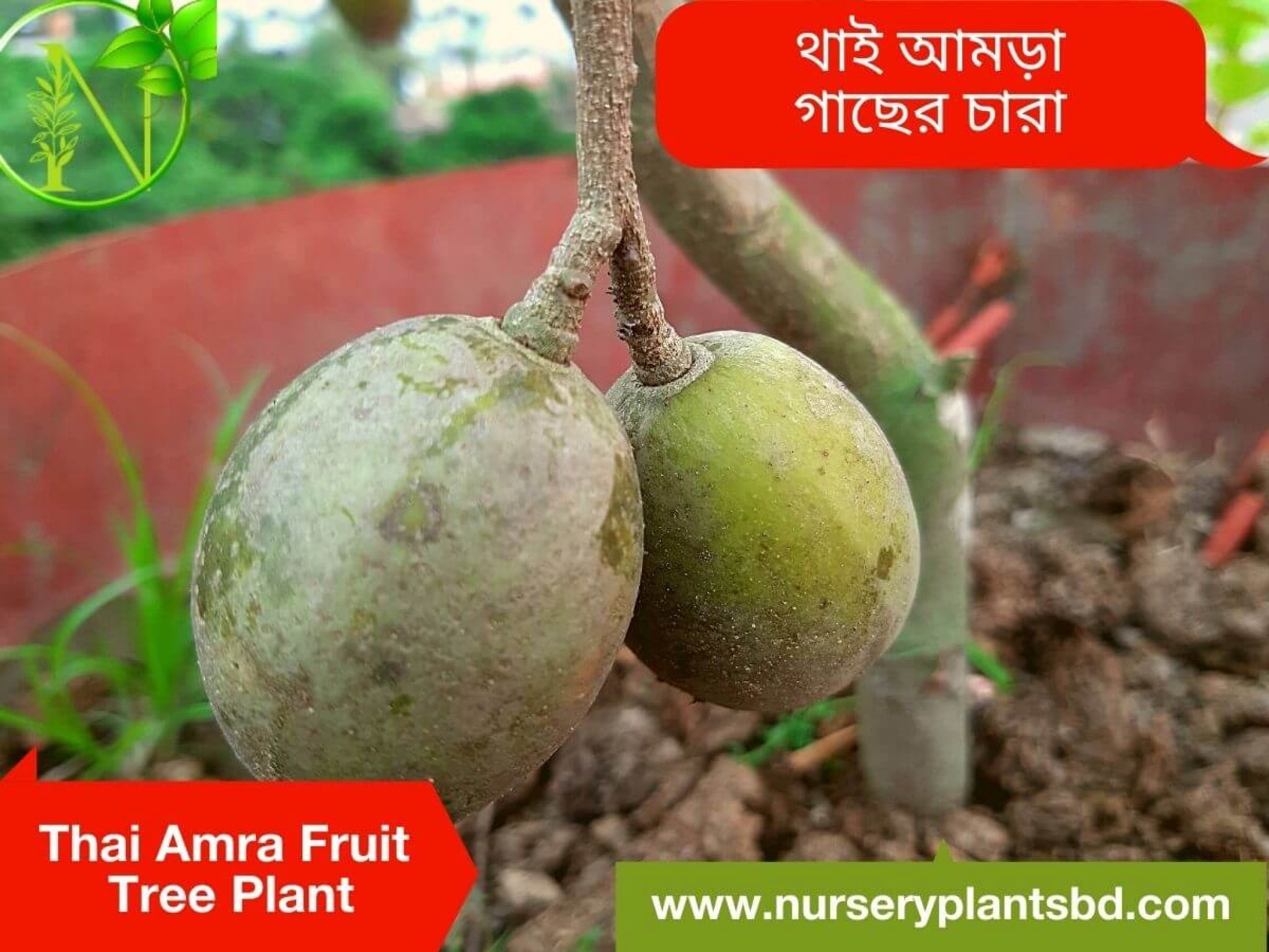 Thai Amra-Hog Plum Fruit Trees - 2021