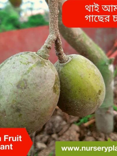 Hog Plum