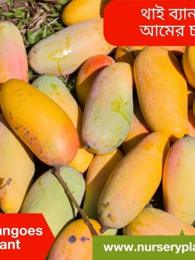 Banana Mango Tree For Sale