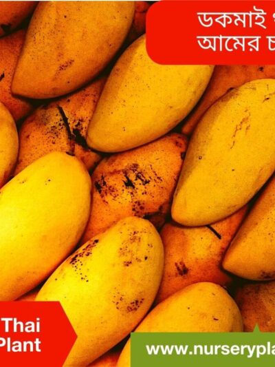 Thai Docmai Mango
