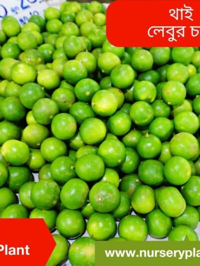 Thai Lemon Fruit Tree Nursery