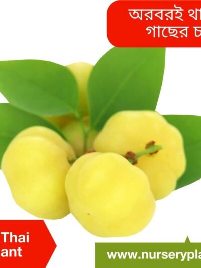 Orboroi Fruit
