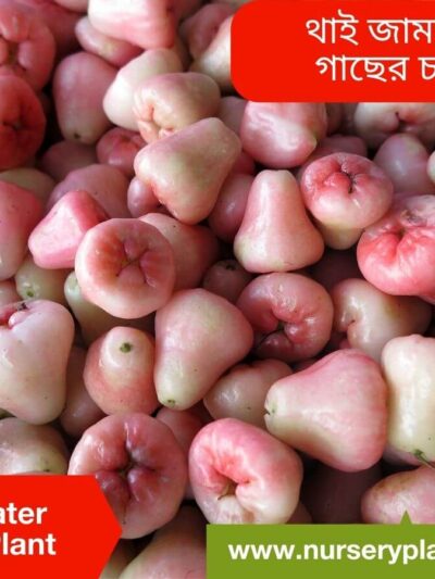 Thai Water Apple Tree