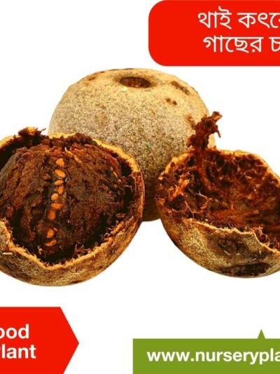Wood Apple