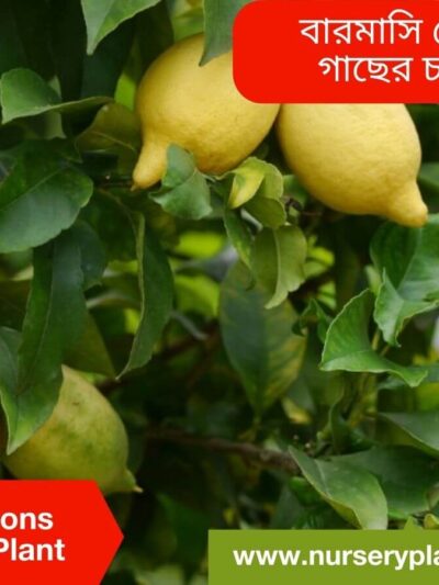 All Seasons Lemon Tree