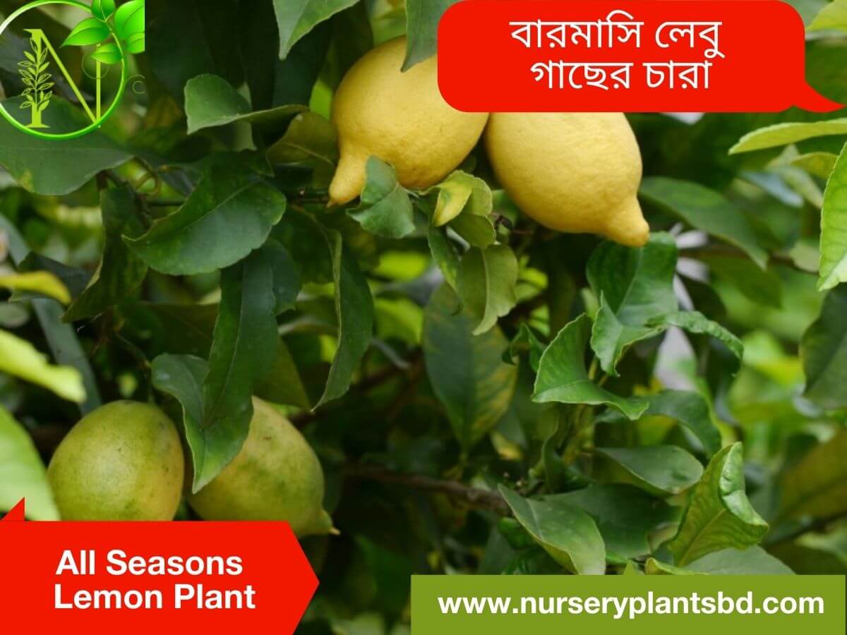All Seasons Lemon Tree
