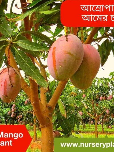 Amrapali Mango