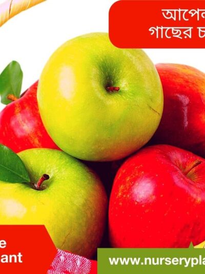 Apple Trees For Sale