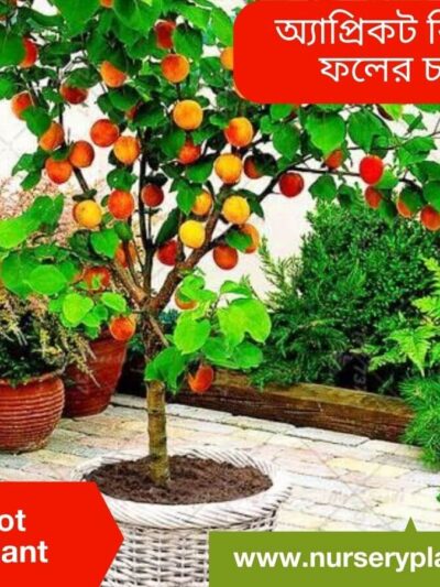 popcorn popping apricot tree