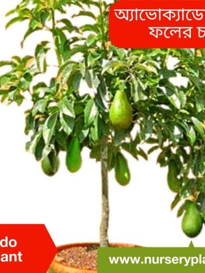Avocado Tree For Sale, how to grow an avocado tree