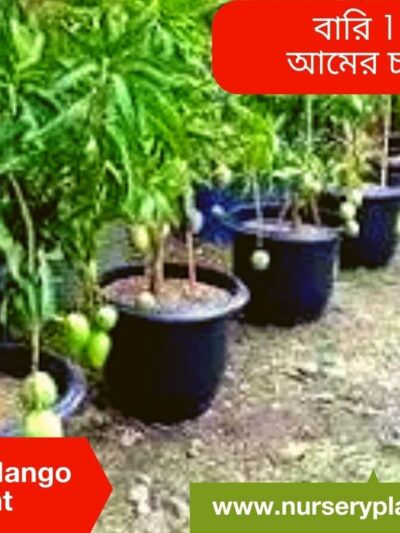 The Best Bari Eleven Mango Fruit Tree Nursery Plants