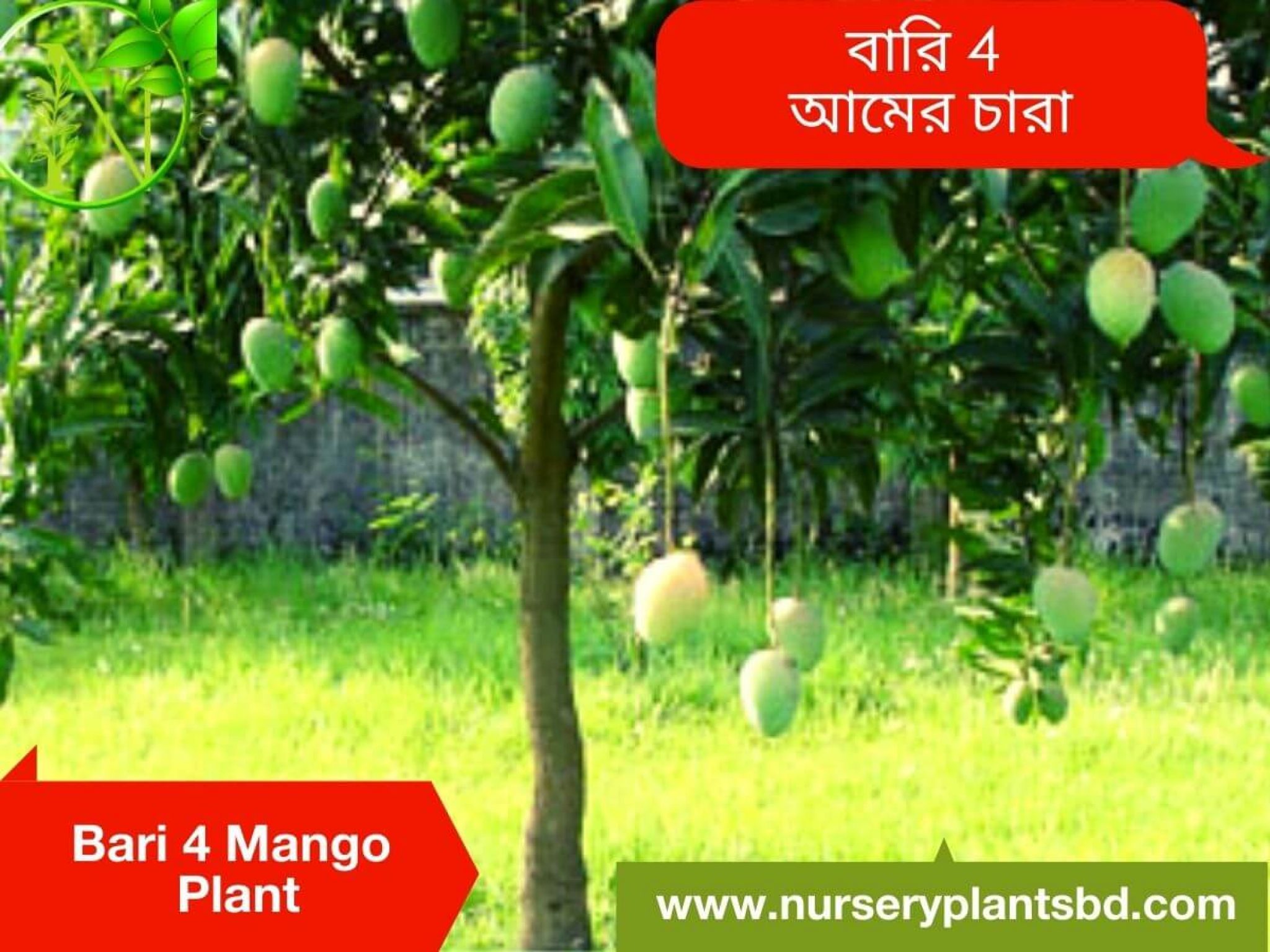 The Best Bari Four Mango Fruit Trees For Sale Fruit Tree, Flower Plants