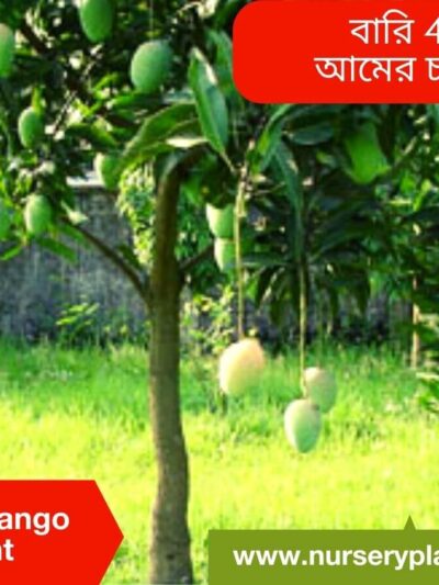 Bari Four Mango Tree For Sale