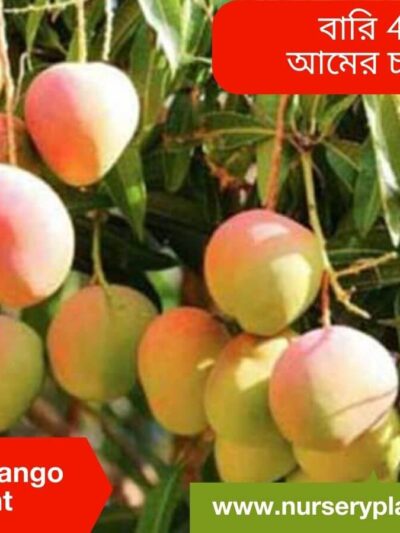 Bari Seven Mango Tree For Sale