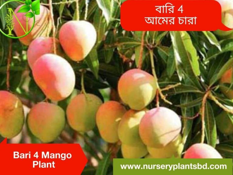 The Best Bari Seven Mango Trees For Sale - 2021