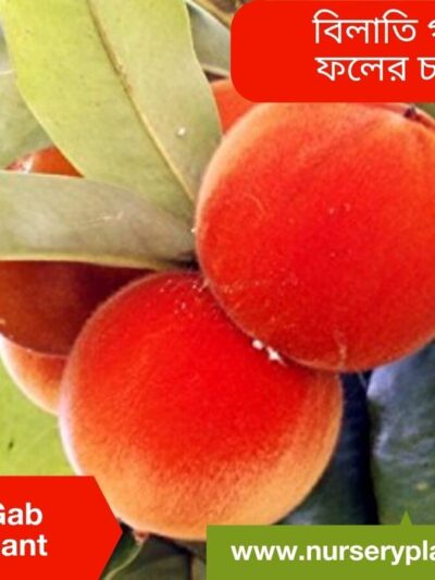 Velvet Apple