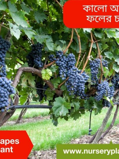 Black Grapes Fruit Tree For Sale
