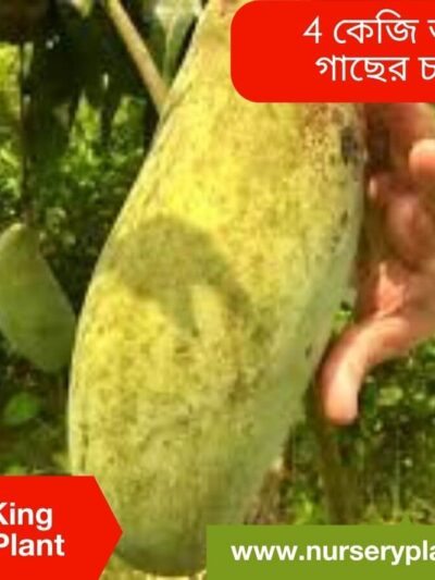 Brunei King Mango Tree For Sale
