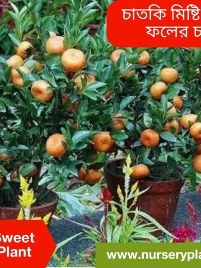 Orange trees
