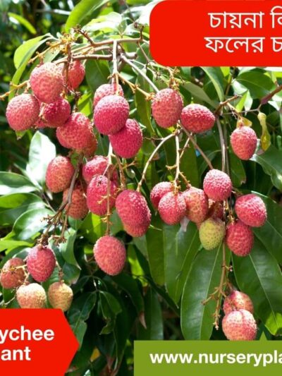 China Three Lychee