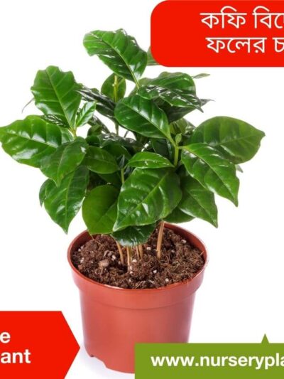Coffee Fruit Tree For Sale