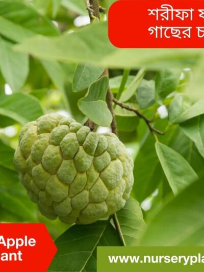 Ata. Custard Apple