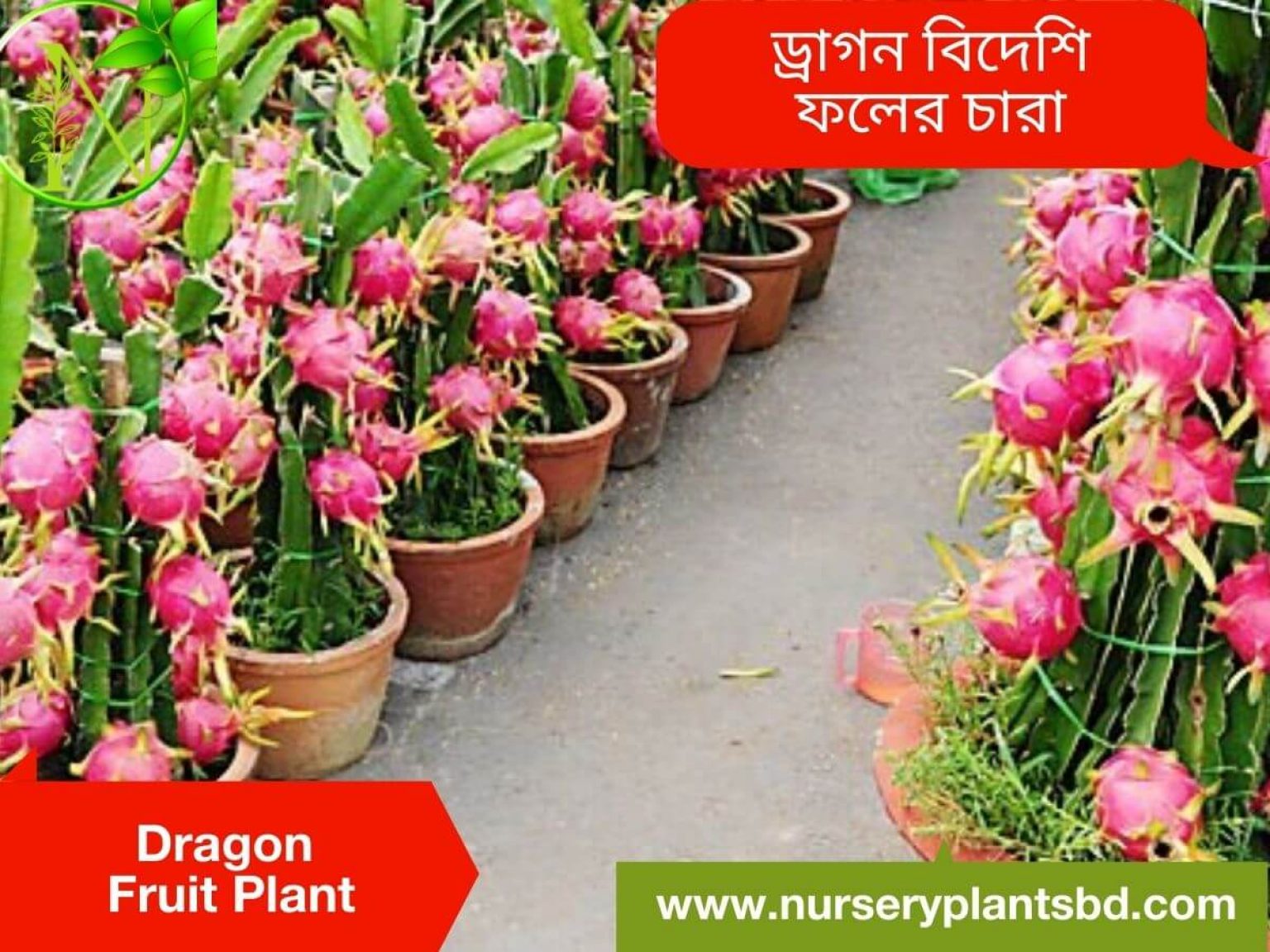 The Best Dragon Fruit Trees For Sale - 2021