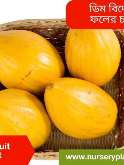 Egg Fruit