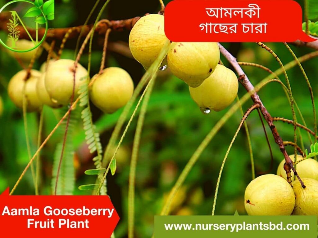 The Best Gooseberry-Amloki Tree For Sale - 2021