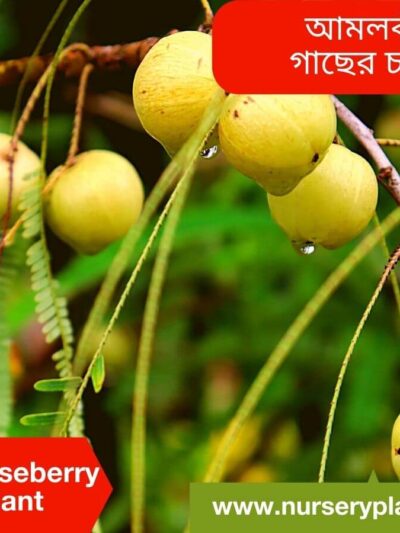 The Best Gooseberry-Amloki Tree Nursery Plants