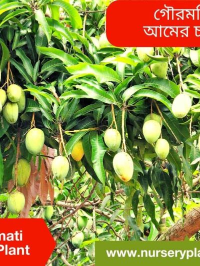 Gouromati Mango Tree