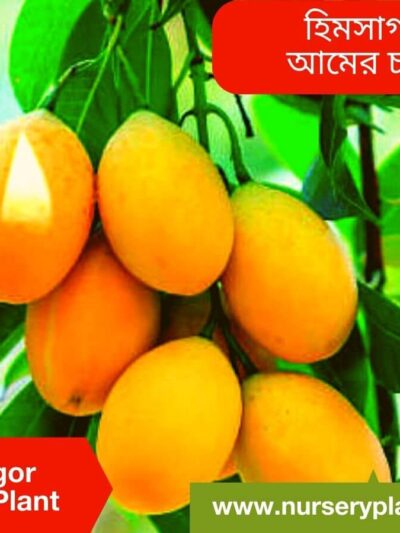 Himsagor Mango