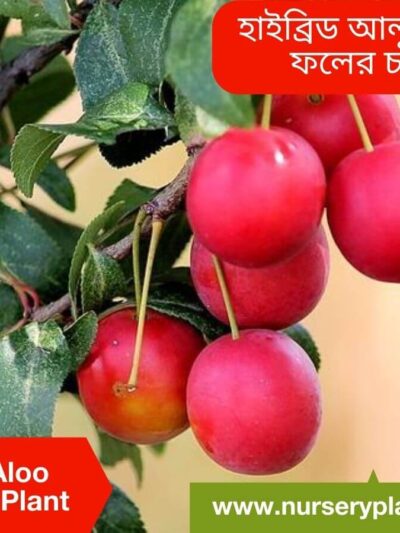 Aloo Bukhara Tree For Sale