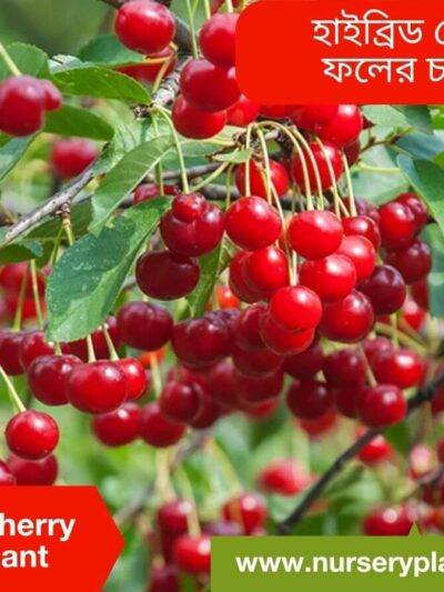 cherry fruit