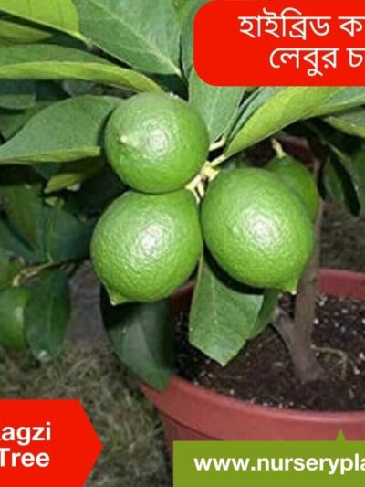 Hybrid Kagzi Lemon Tree For Sale