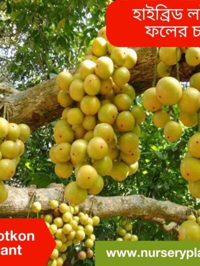 Lotkon, Lotkon Tree