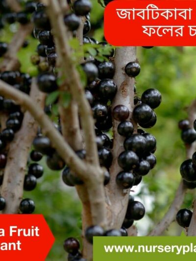 Jaboticaba Fruit Tree for Sale