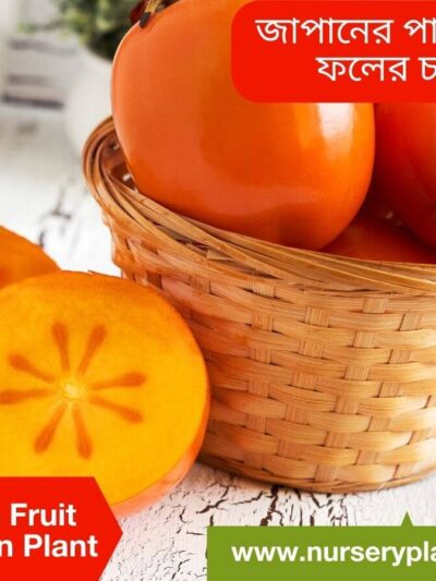 Persimmon Fruit, persimmon