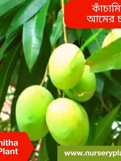 Kachamitha Mango Tree For Sale
