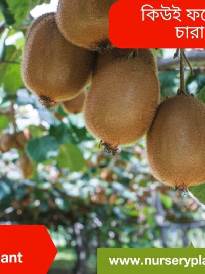 Kiwi, Kiwi Fruit, Kiwi Fruit Tree