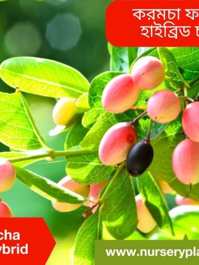 The Best Koromcha Fruit Tree Nursery Plants