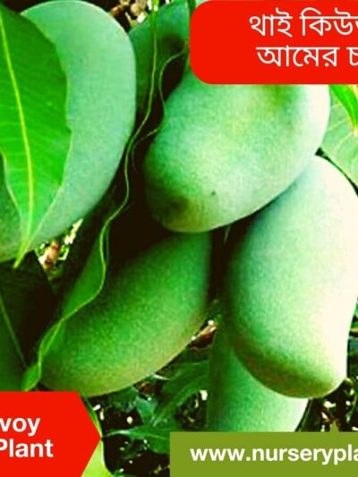 Qjai Mango Tree For Sale