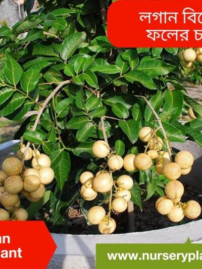 The Best Longan Fruit Tree Nursery Plants