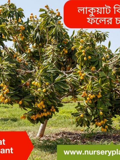 The Best Loquat Fruit Tree Nursery Plants