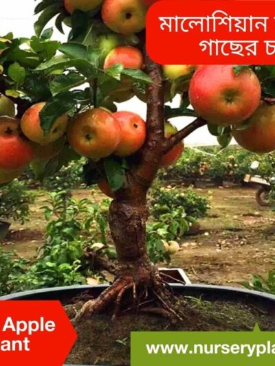 Malaysian Apple