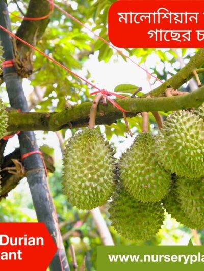 The Best Malaysian Durian Fruit Tree Nursery Plants