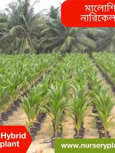 Coconut