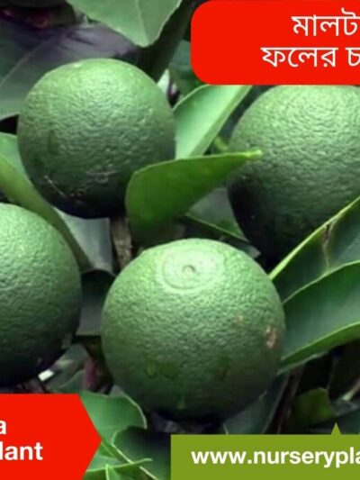 The Best Malta Fruit Tree Nursery Plants