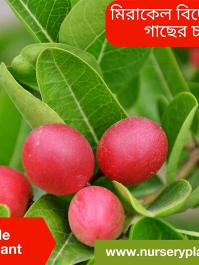 Miracle Fruit