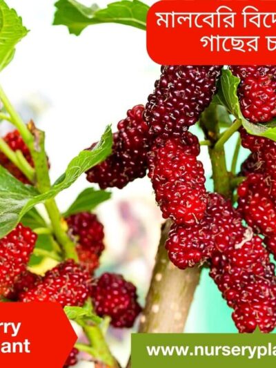 Mulberry Fruit